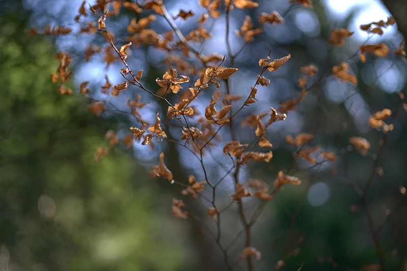Bokeh de photo de nature dans Belledonne