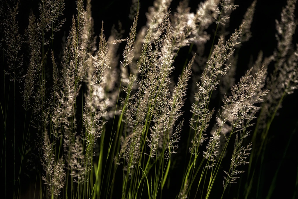 Plumeau de rêve photographie de nature dans le Trièves vercors