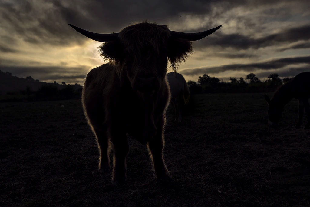 Photographie d'un taureau Higlander à contre jour au lever du soleil